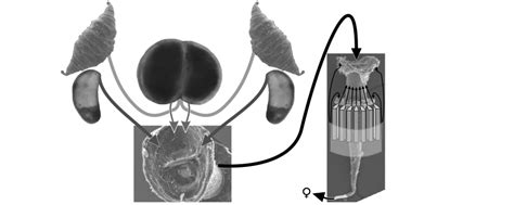 sperma pumpe|Reinterpretation of ‘sperm pump’ or ‘sperm syringe’ function with .